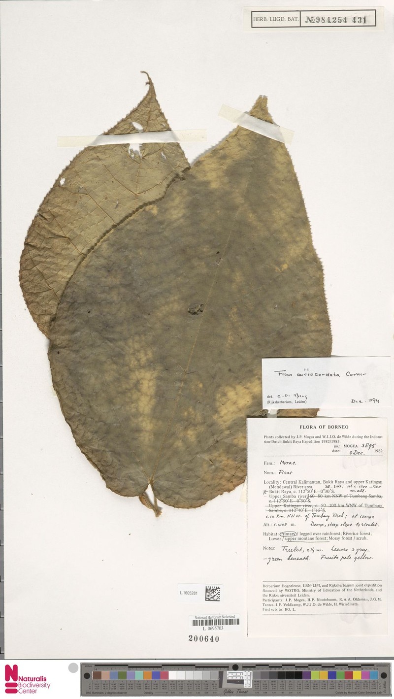 Ficus aureocordata photo 2