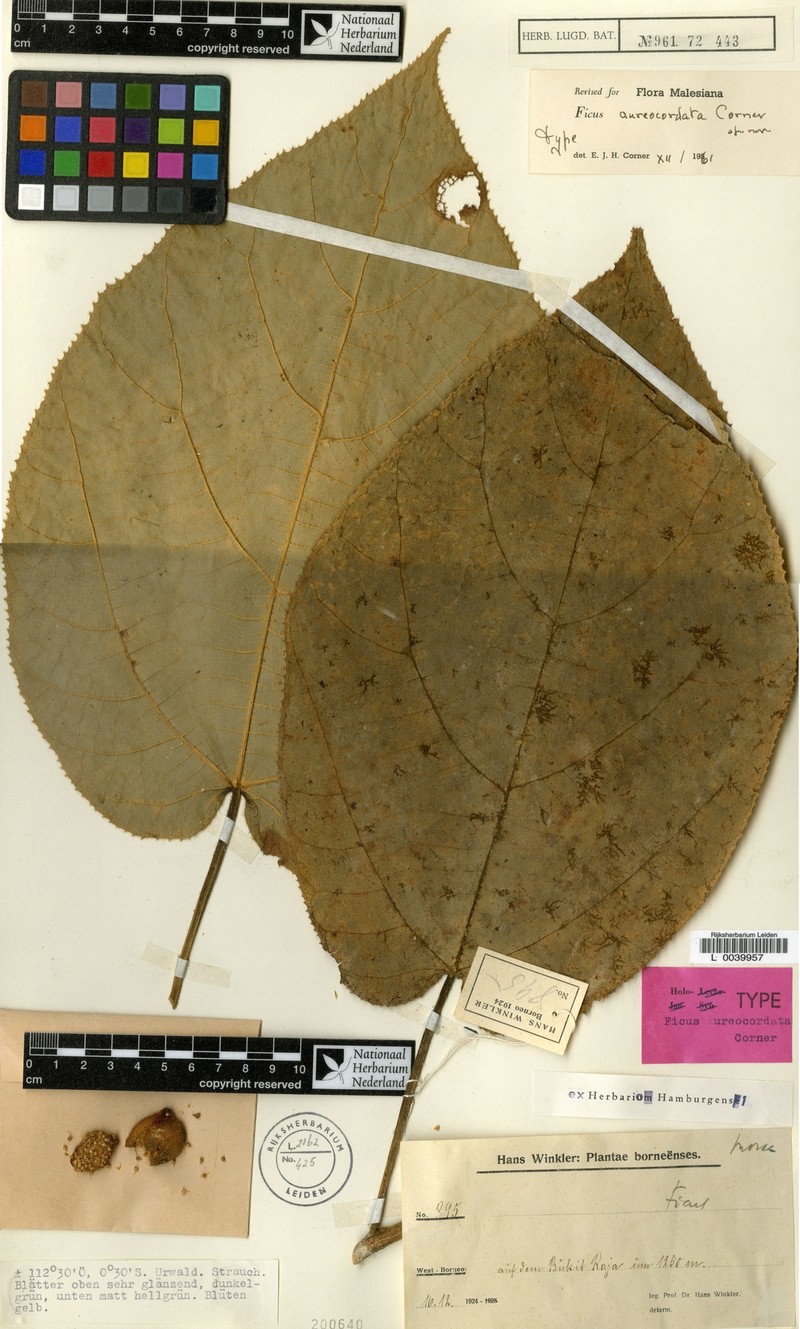 Ficus aureocordata photo 3