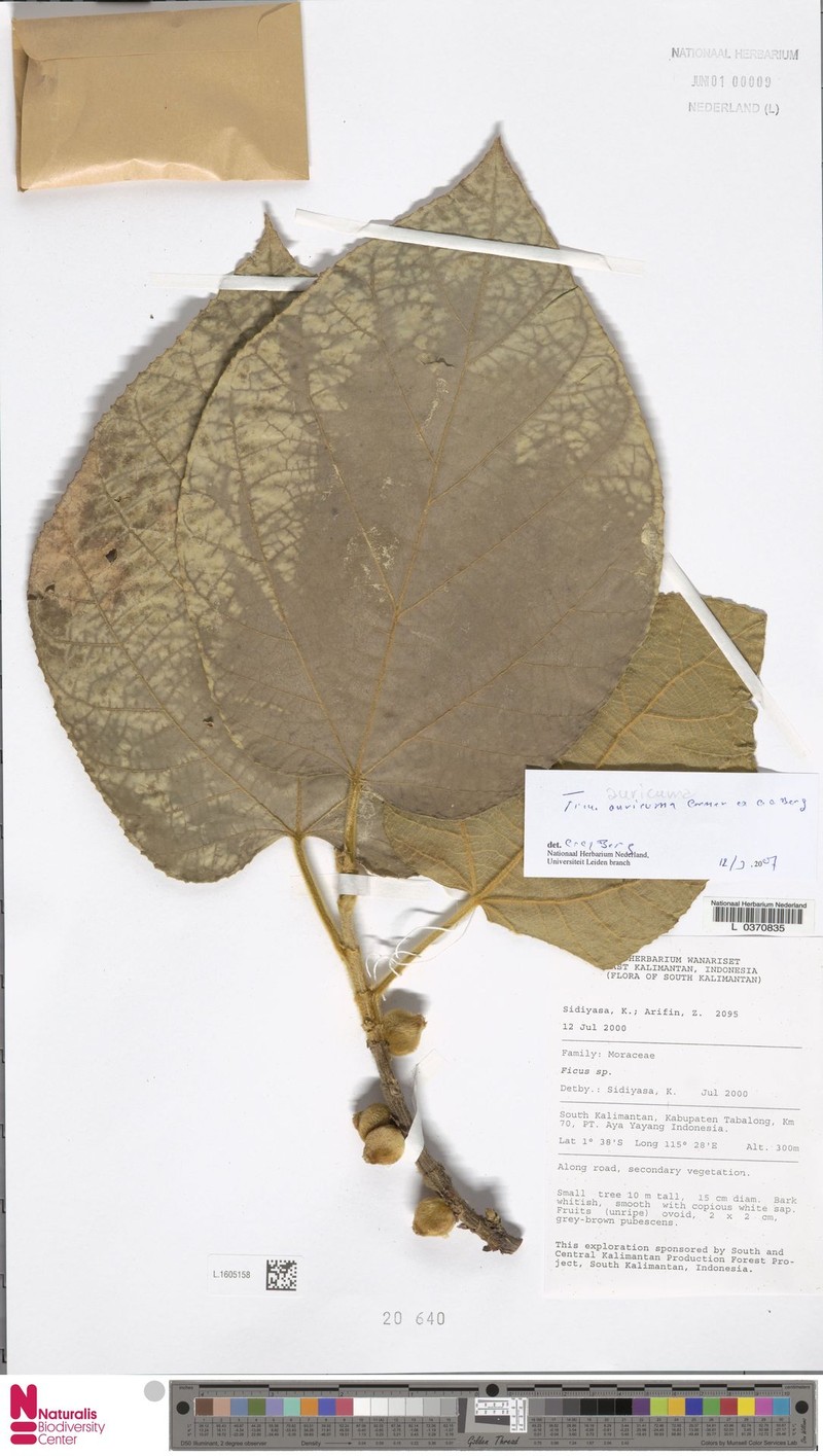 Ficus auricoma
