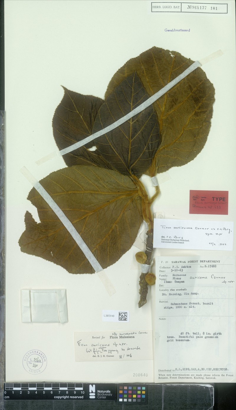 Ficus auricoma photo 2