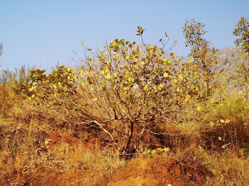 Roxburgh Fig photo 6