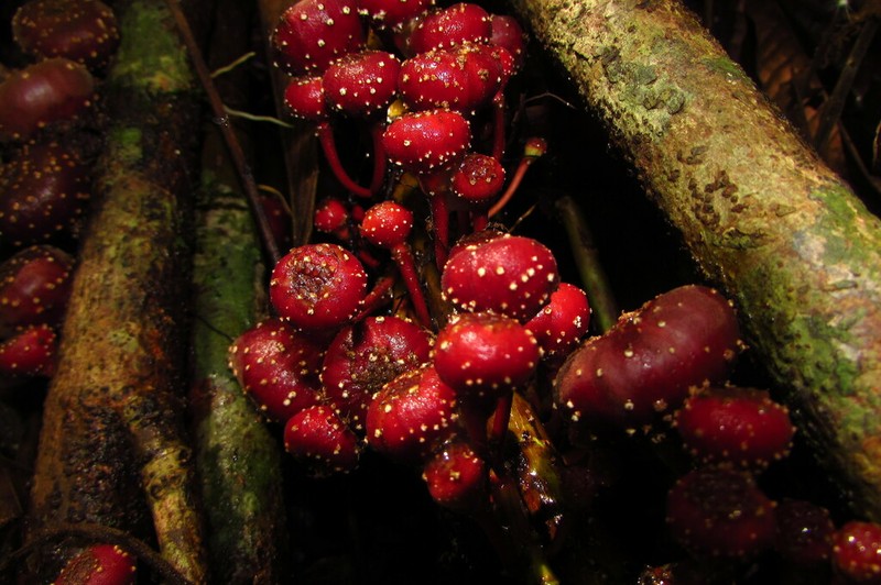 Roxburgh Fig photo 7