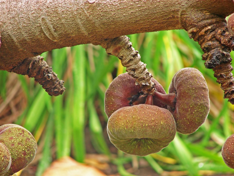 Roxburgh Fig photo 2