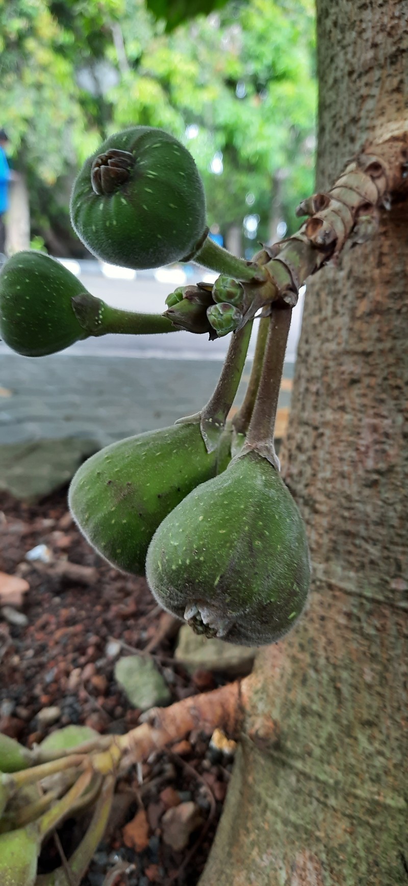 Roxburgh Fig photo 3