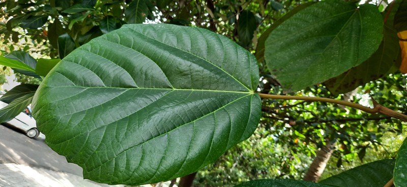 Roxburgh Fig photo 4