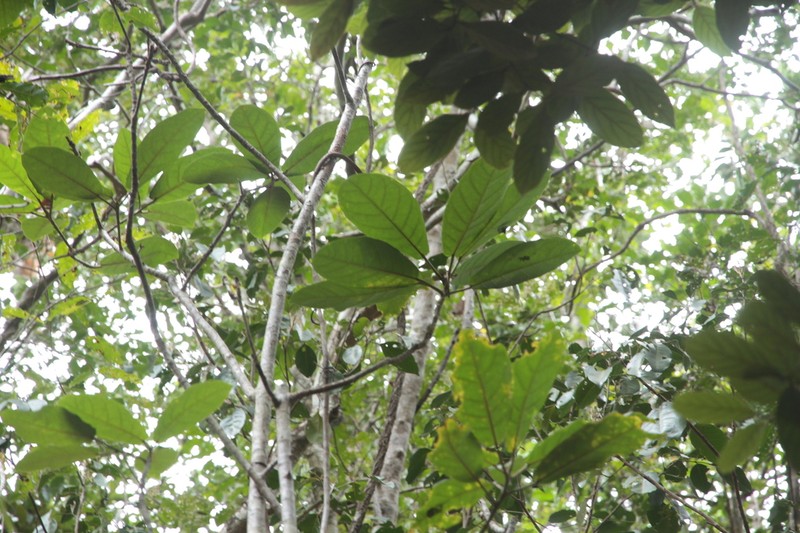 Ficus auriculigera