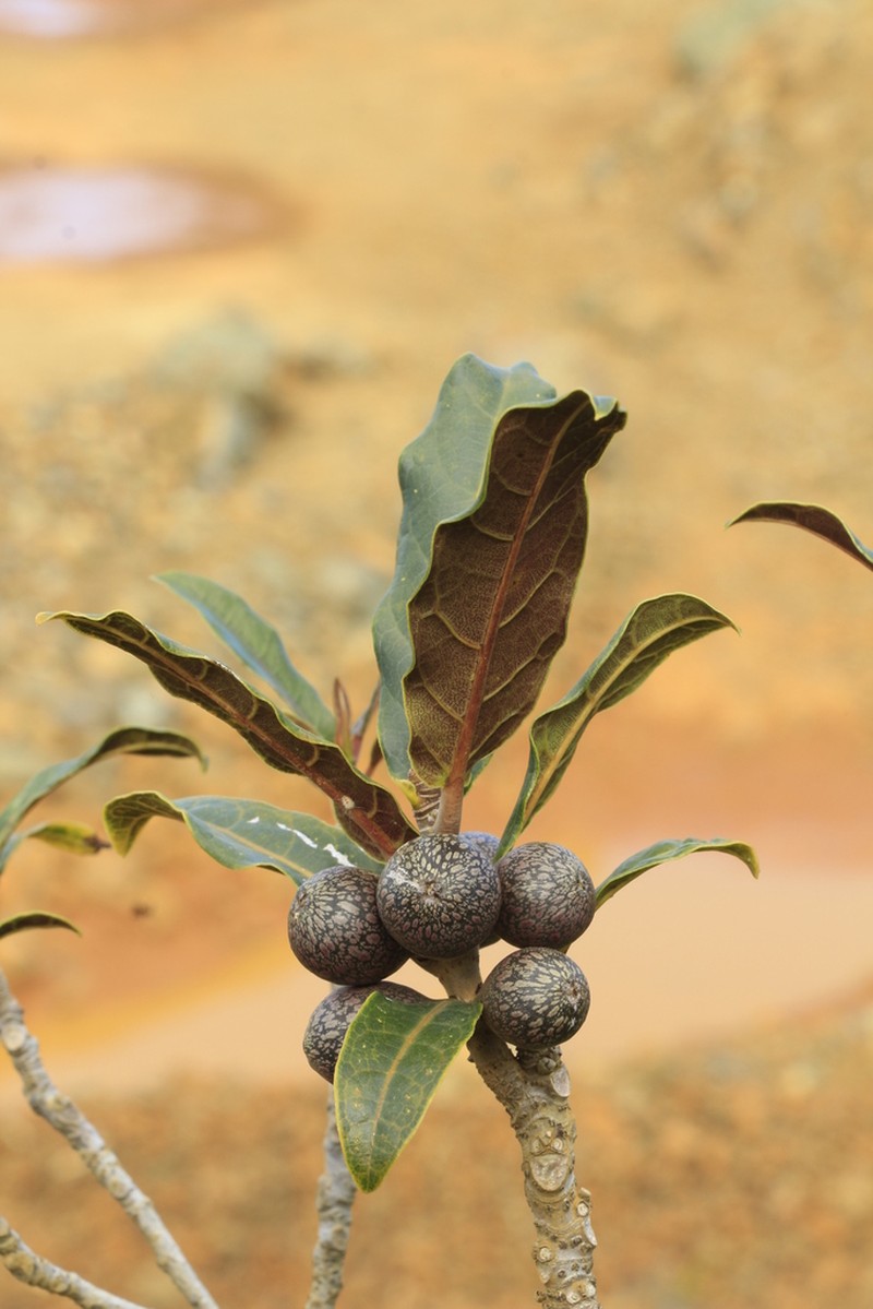 Ficus auriculigera photo 2