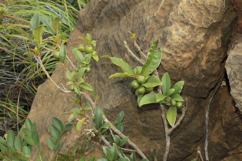 Ficus auriculigera photo 3