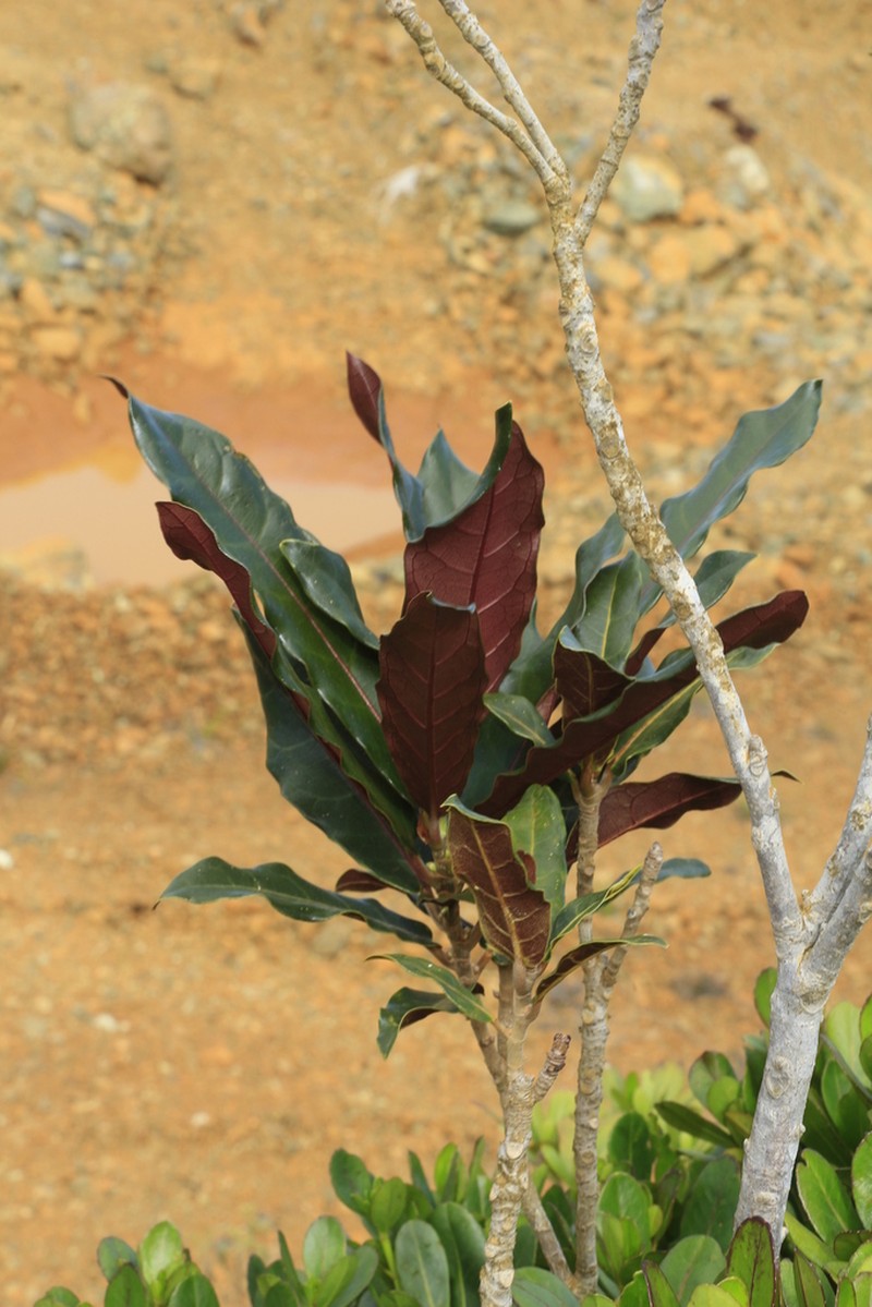 Ficus auriculigera photo 4