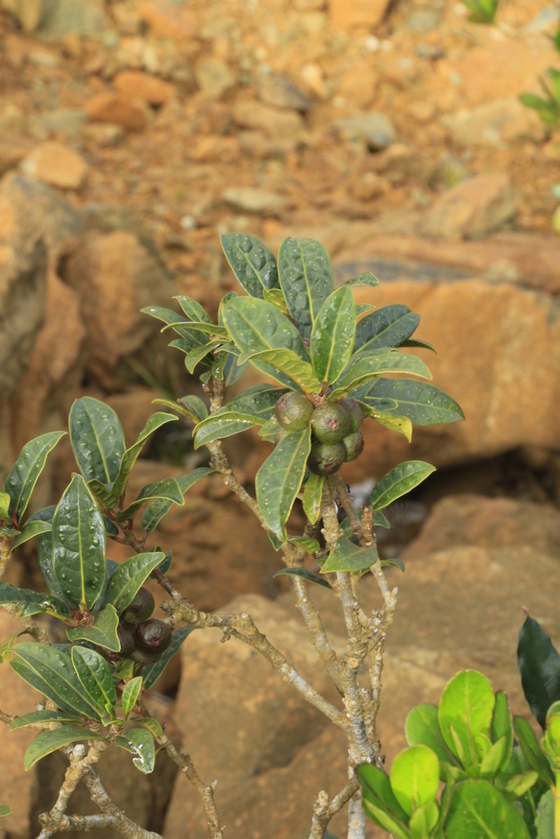 Ficus auriculigera photo 5