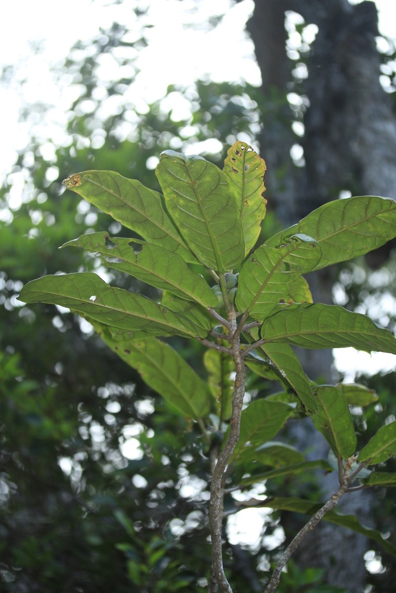 Ficus auriculigera photo 6