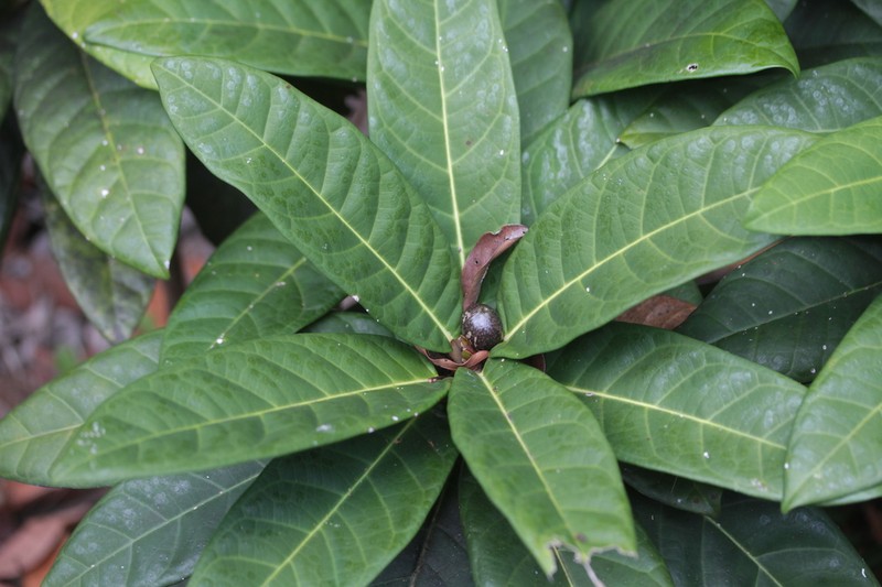 Ficus auriculigera photo 7