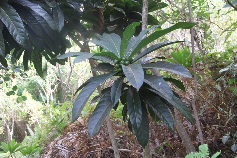 Ficus auriculigera photo 8