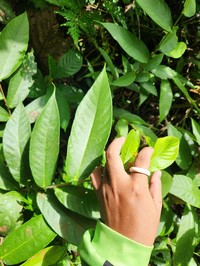 Ficus aurita