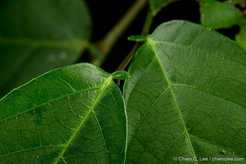 Ficus aurita photo 2