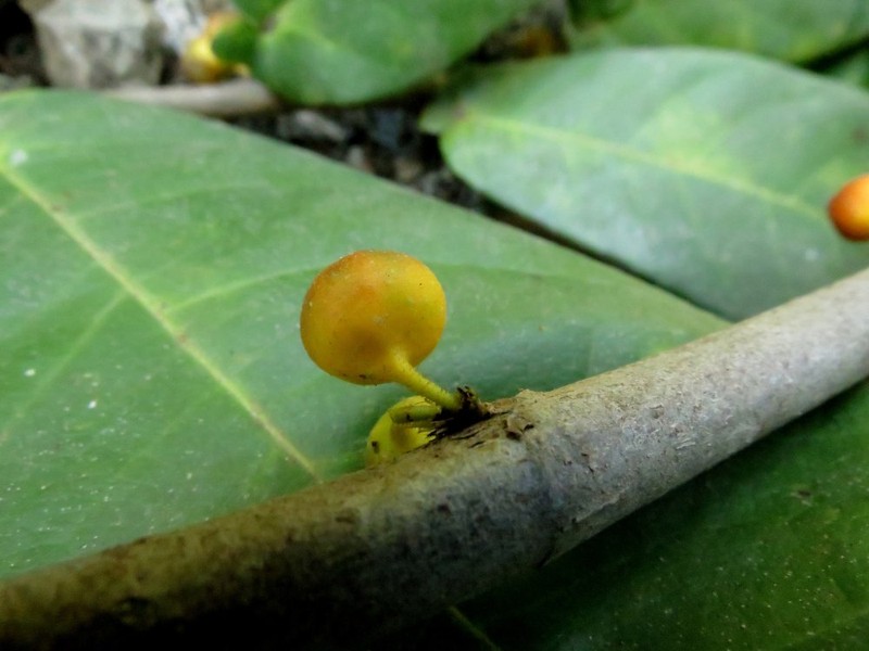 Ficus aurita photo 4