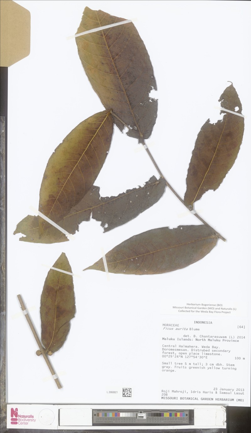 Ficus aurita photo 5