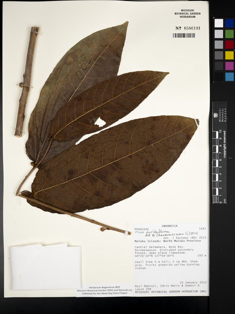Ficus aurita photo 6