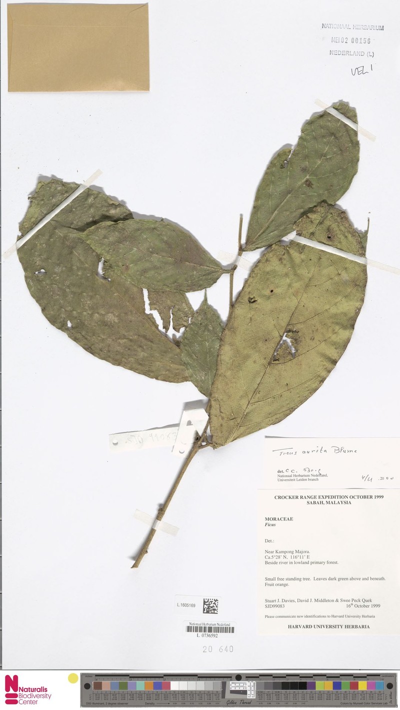 Ficus aurita photo 7