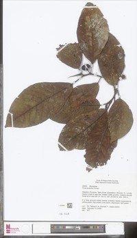 Ficus austrina