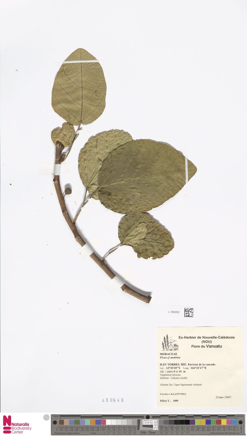 Ficus austrina photo 2