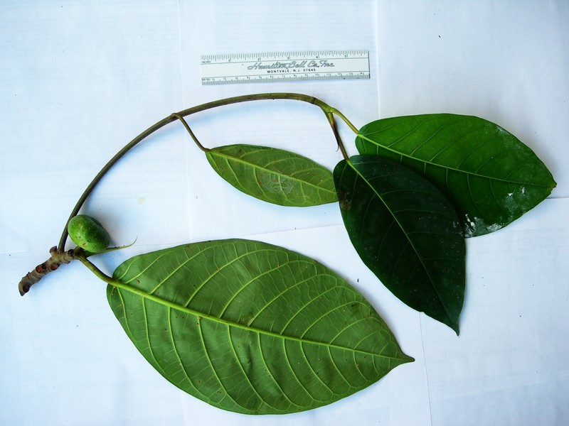 Ficus austrina photo 3