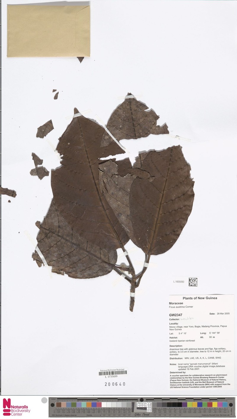 Ficus austrina photo 4