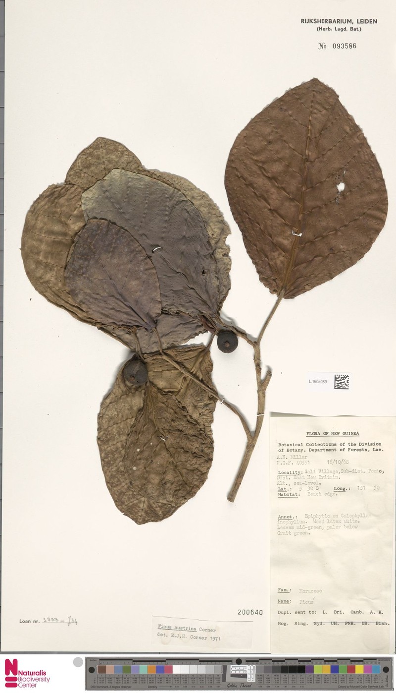 Ficus austrina photo 7