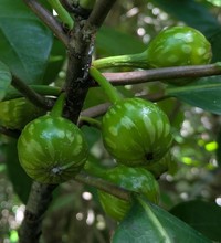 Ficus austrocaledonica