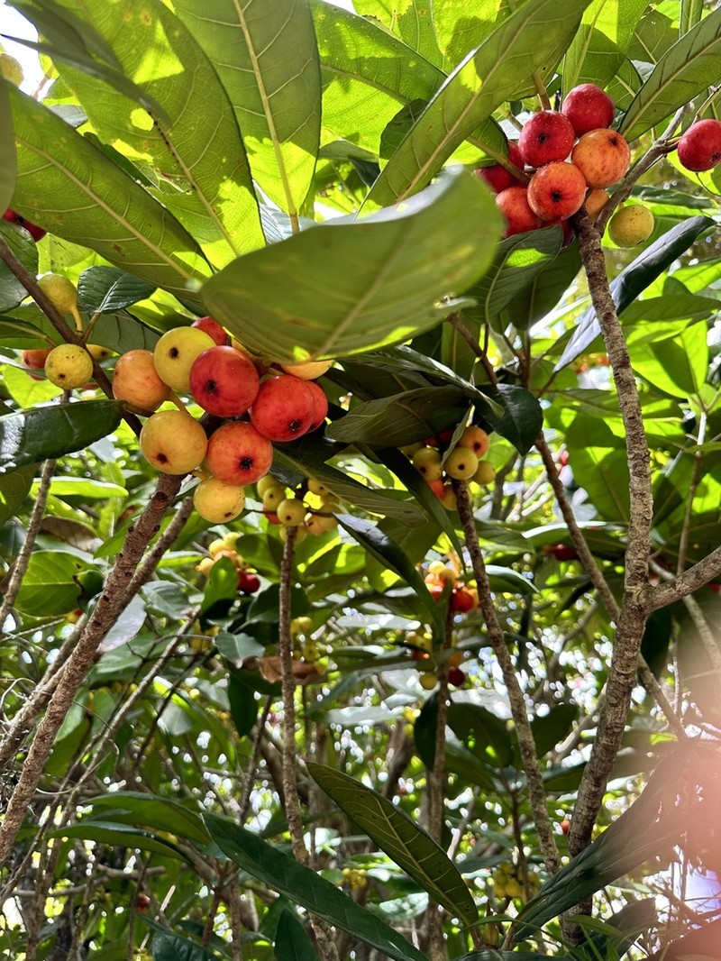Ficus austrocaledonica photo 2