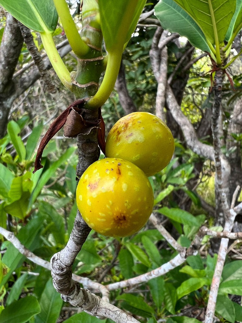 Ficus austrocaledonica photo 4