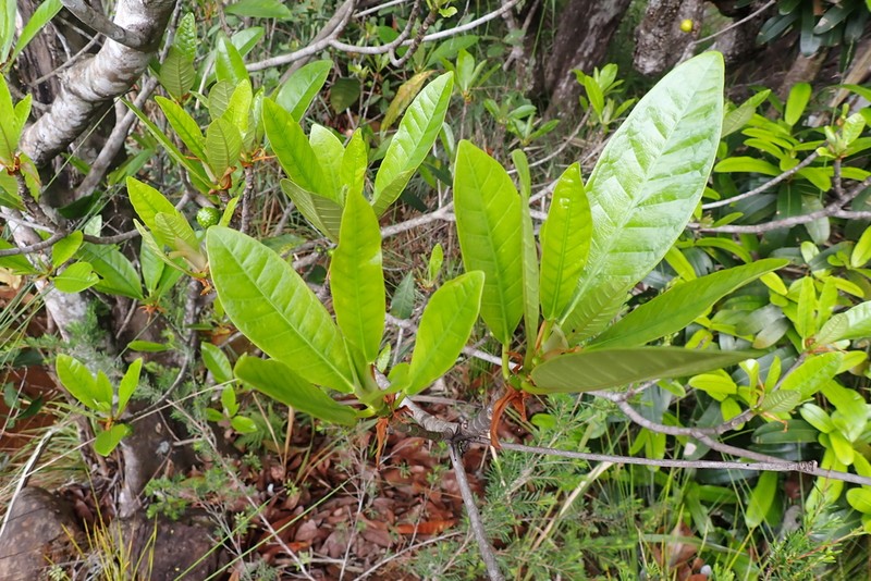 Ficus austrocaledonica photo 5