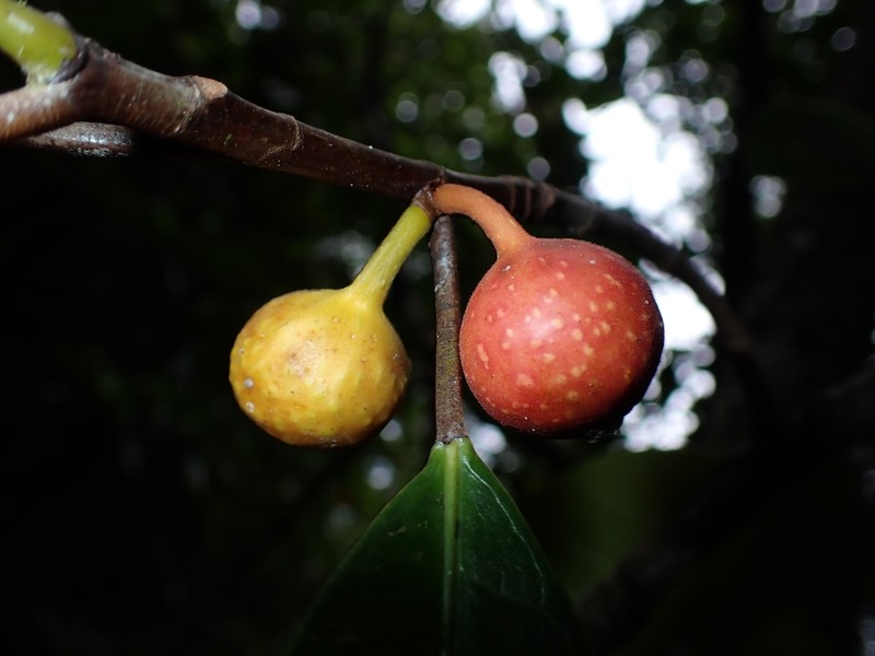 Ficus austrocaledonica photo 6