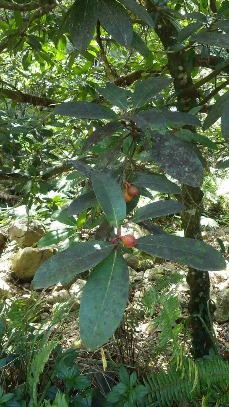 Ficus austrocaledonica photo 7