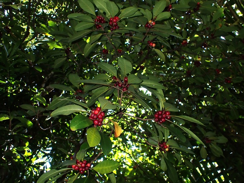 Ficus austrocaledonica photo 8