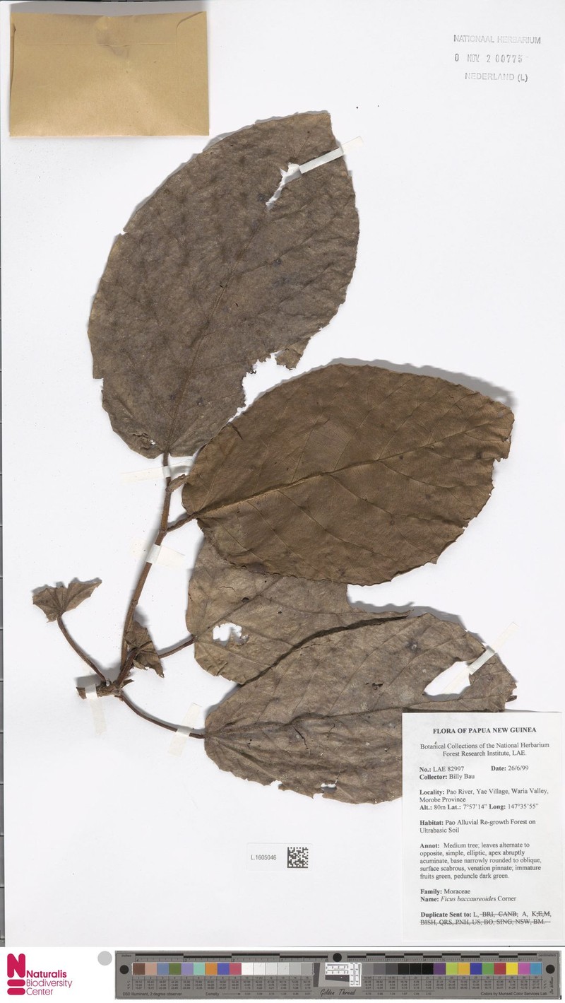 Ficus baccaureoides