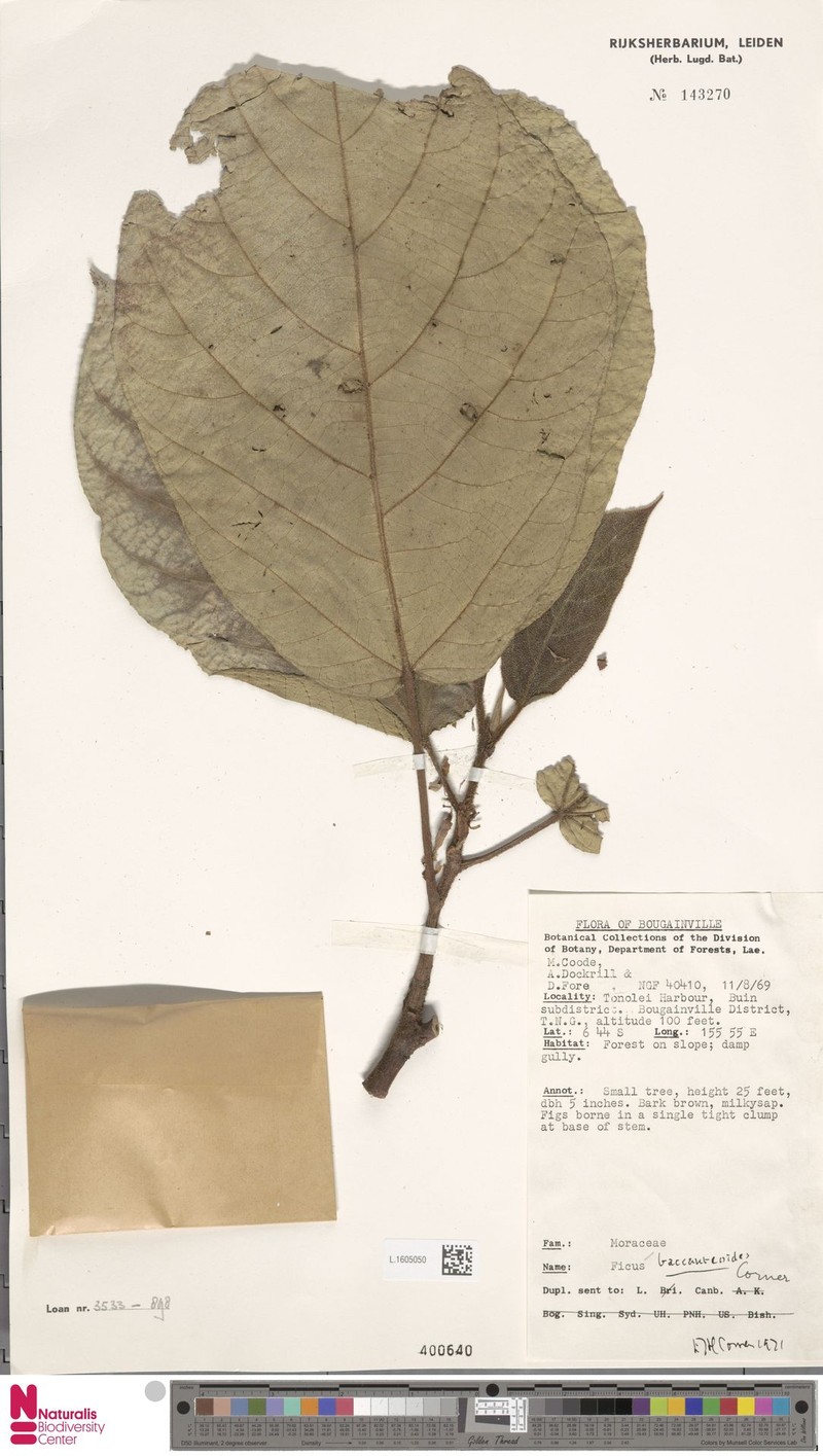 Ficus baccaureoides photo 2