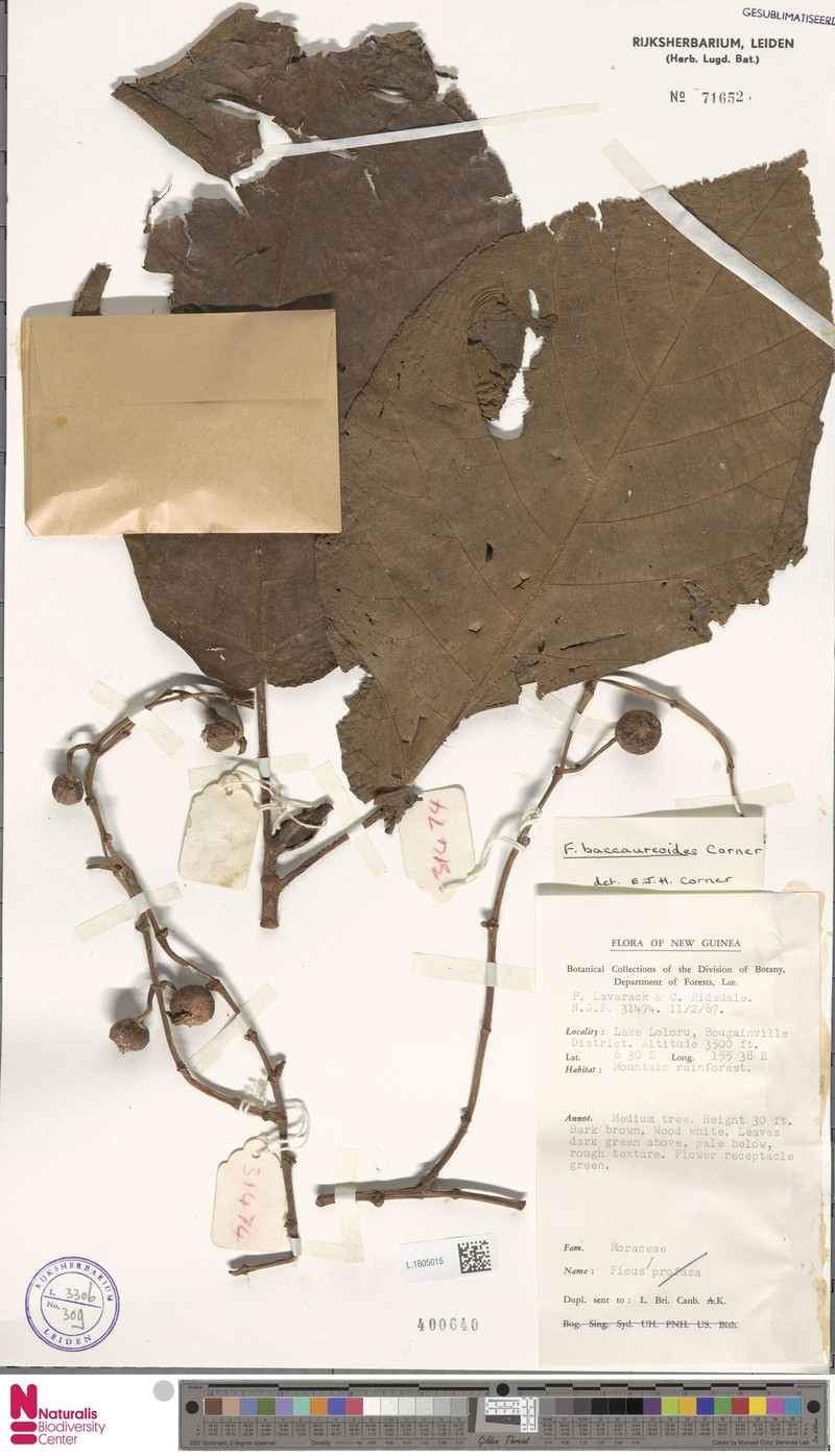 Ficus baccaureoides photo 3