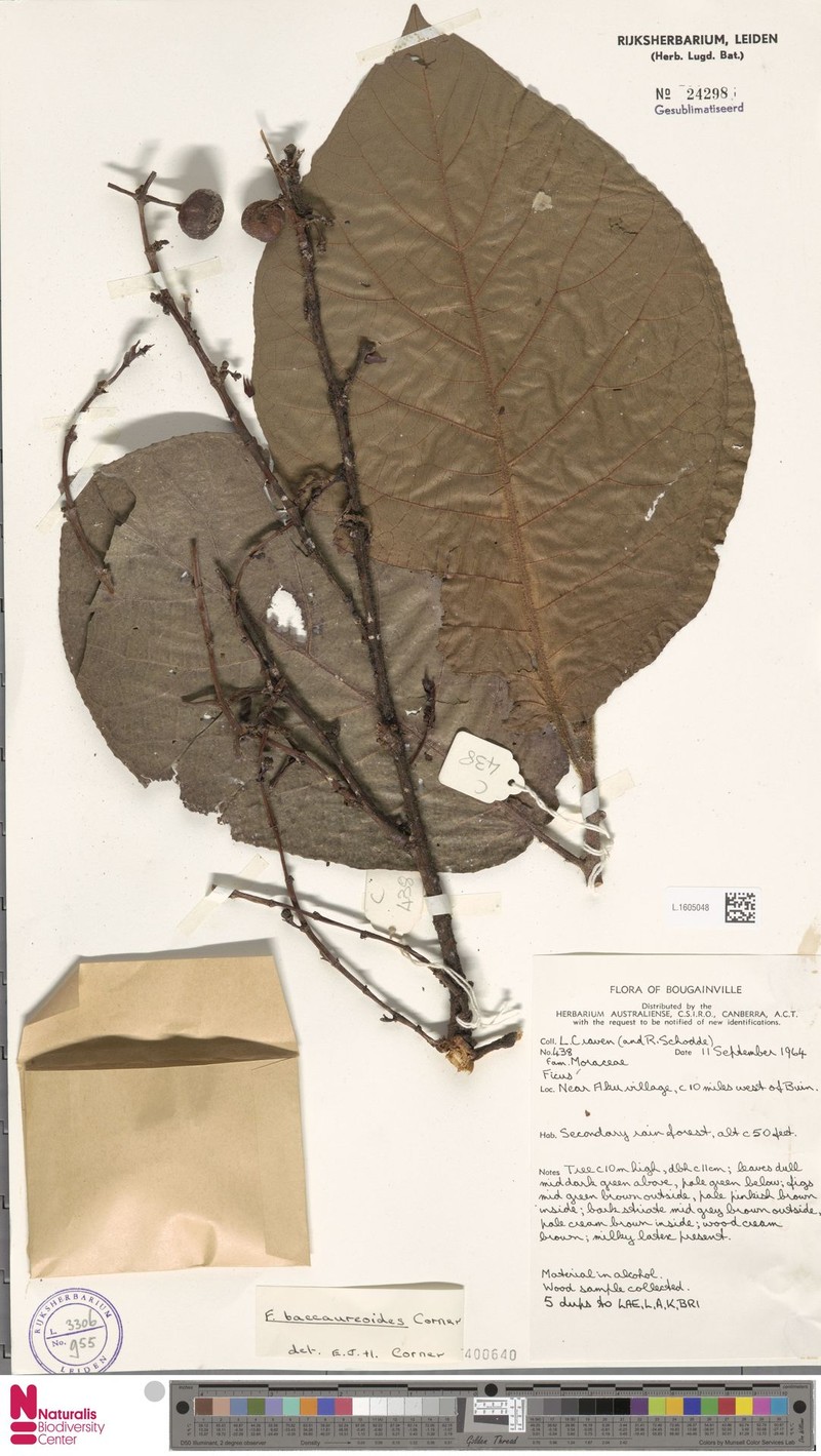 Ficus baccaureoides photo 4