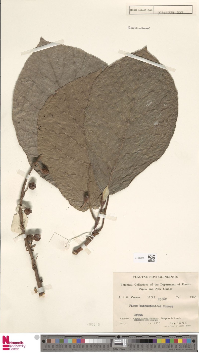 Ficus baccaureoides photo 5