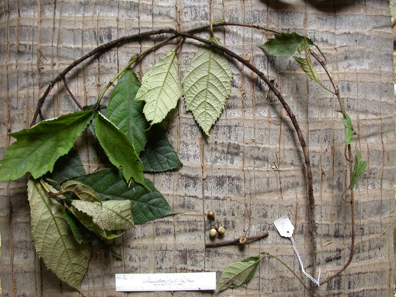 Ficus badiopurpurea