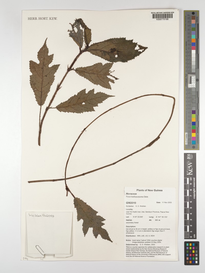 Ficus badiopurpurea photo 2