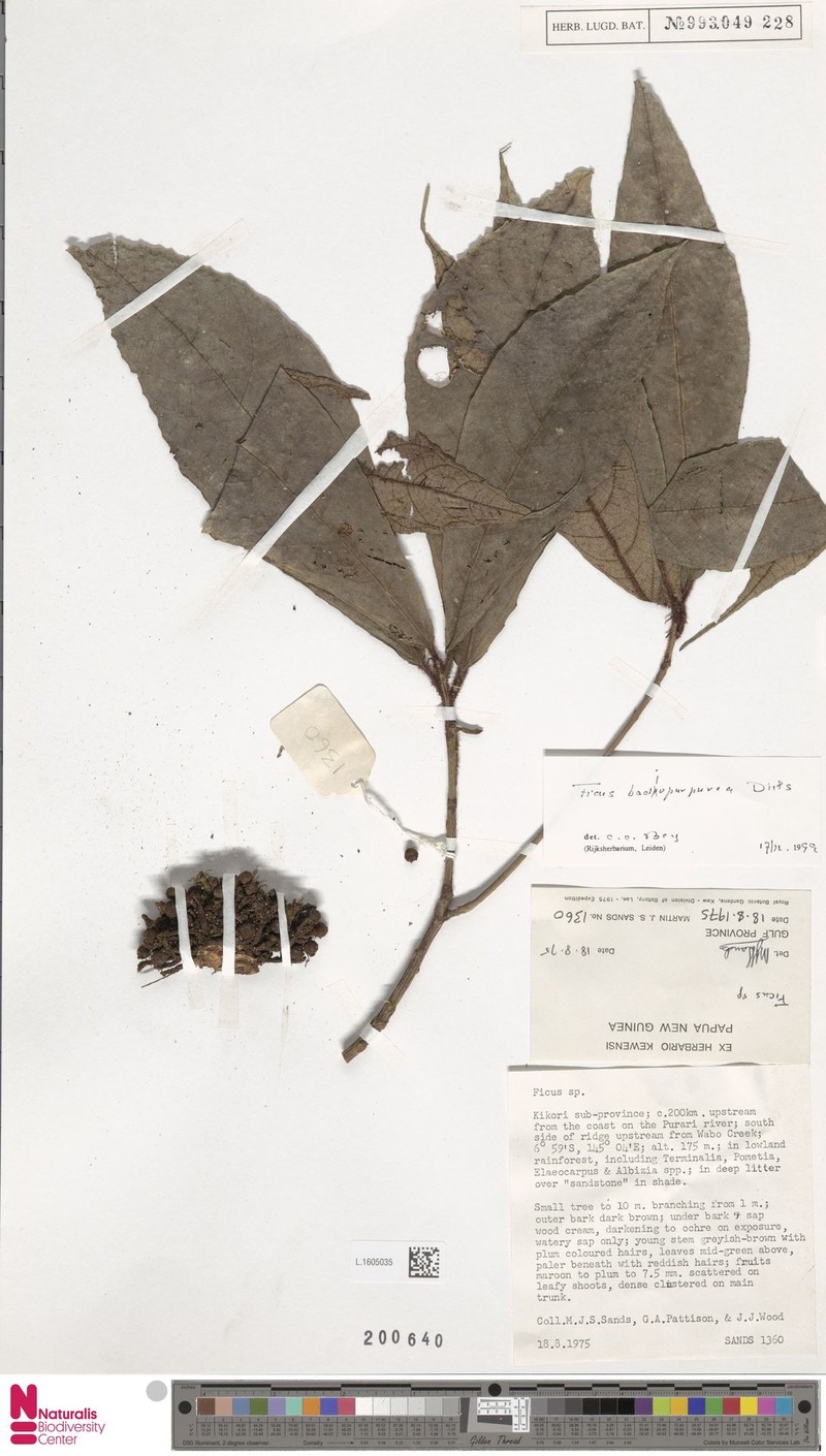 Ficus badiopurpurea photo 3