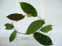 Ficus baeuerlenii