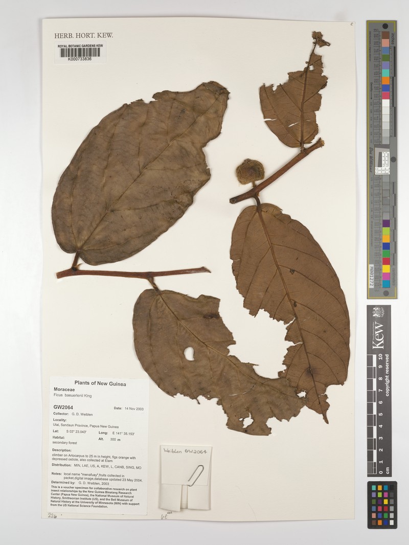 Ficus baeuerlenii photo 3