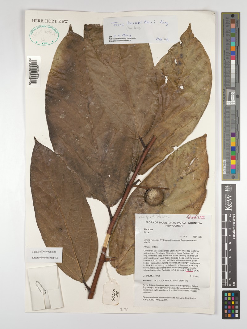 Ficus baeuerlenii photo 5