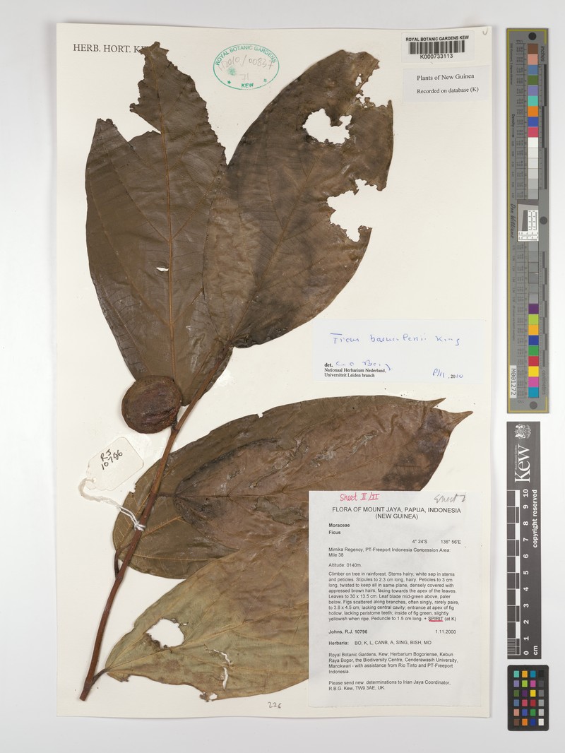Ficus baeuerlenii photo 6