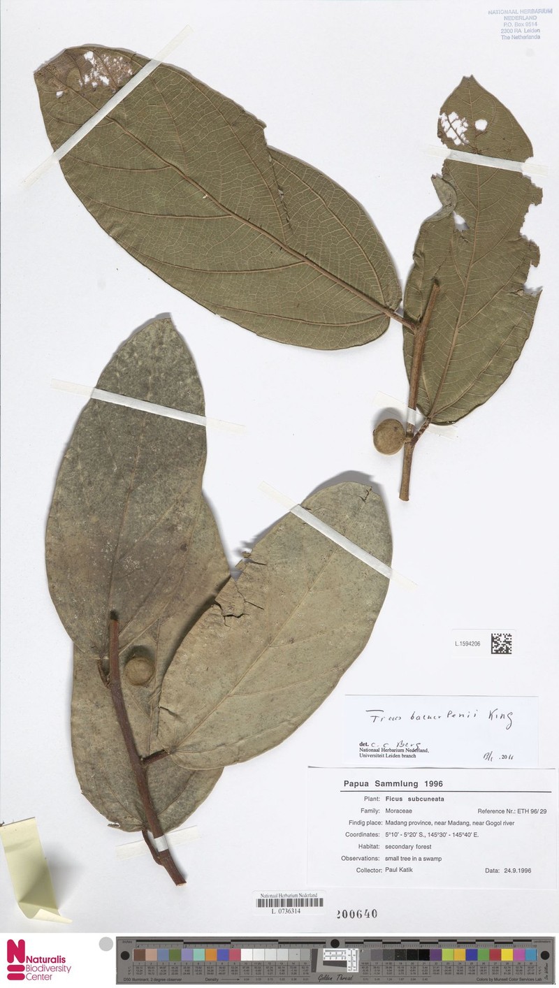 Ficus baeuerlenii photo 7