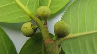 Ficus bahiensis