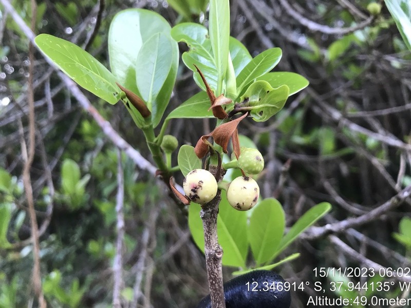 Ficus bahiensis photo 2
